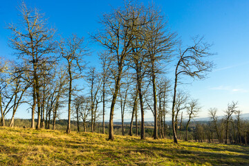 Fototapeta premium Cooper Mountain Nature Park, Beaverton, Oregon