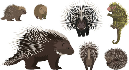 Porcupine Species Vector Illustration Featuring Defensive Quills, Prehensile‑Tailed Porcupine, Branch, Curl, and Natural Habitat Elements © Abdur
