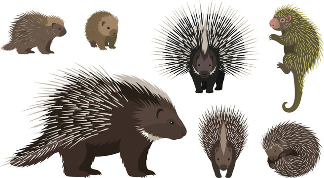Porcupine Species Vector Illustration Featuring Defensive Quills, Prehensile‑Tailed Porcupine, Branch, Curl, and Natural Habitat Elements