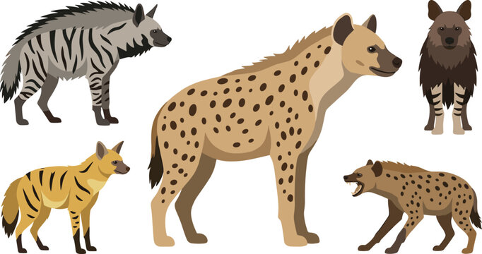 Hyena Species Comparison Vector Illustration Featuring Spotted Hyena, Striped Hyena, Brown Hyena, Aardwolf, Aggressive Stance, Coat Patterns, and Mane Details for Nature and Science Design Projects