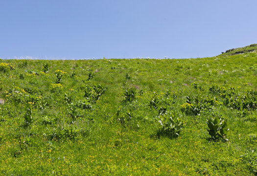 High-altitude meadows with flowers and green vegetation during the spring season, walks to the sources of a mountain river