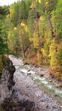 The Kyngyrga Mountain River flows calmly through the vibrant autumn forest of Arshan, inviting travelers to explore the natural wonders of Siberia.