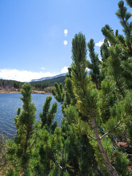 Close up of a pine tree in front of Lily Lake and blue sky background, Colorado, USA