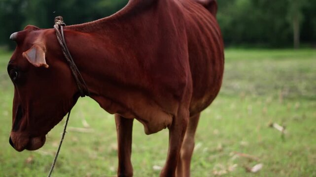 Domestic red cow eating grass in a natural countryside meadow.