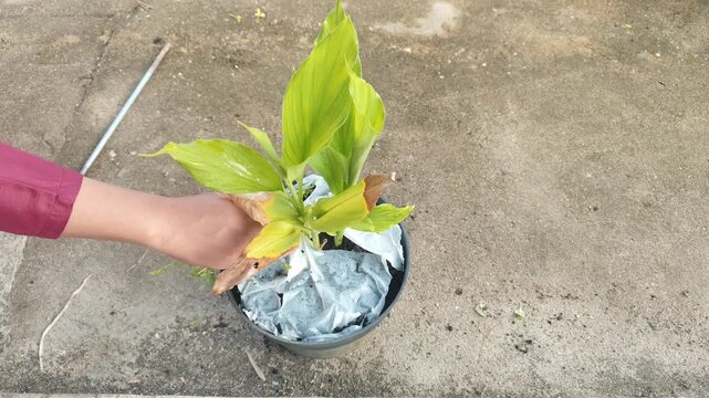 Close-up of a hand pulling weeds from a potted turmeric plant, demonstrating manual plant care, organic gardening, and cultivation of herbal medicine at home