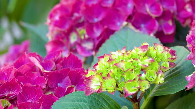 Vibrant Magenta Hydrangea Macrophylla Blossoms in a Lush Botanical Garden