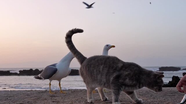 Grey Tabby Cat and Squawking Seagulls on Moroccan Coast at Sunset
