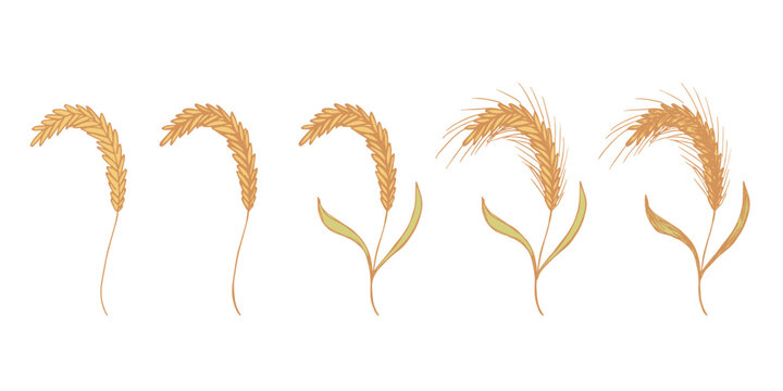 Set of hand drawn cereal wheat oat rye barley rice ears spikelet clipart Organic wheat bread agriculture farming harvest healthy food Single element for design print packaging label decor