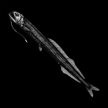 Hand-drawn black and white vector illustration of a deep-sea dragonfish (Stomiidae), featuring a detailed stippling texture, sharp fangs, and a long barbel, isolated on a black background.