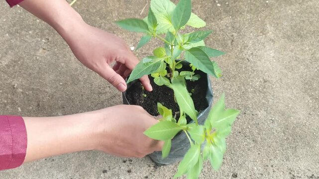 Close-up of hands pulling a large weed from a polybag to protect a young green chili pepper plant, demonstrating manual gardening and organic agriculture care