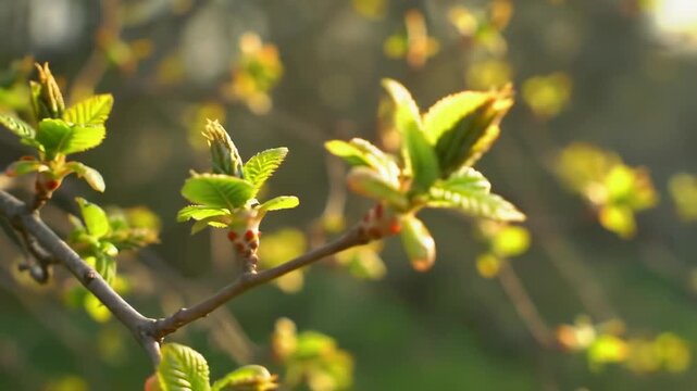 Close-up of new green leaves sprouting from a branch, sunlit background