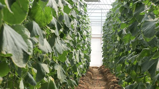 Long rows of cucumber plants cultivated inside a commercial greenhouse. Modern vegetable production using controlled environment agriculture and greenhouse farming.