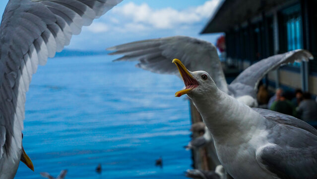 Seagull Squawk