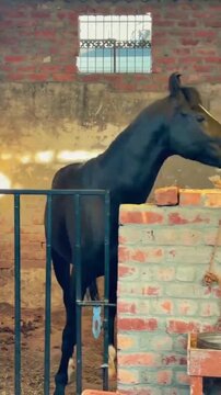 Majestic black stallion with a white blaze on its face standing inside a rustic stable during a motion video clip showing the animal turning its head gracefully while looking around the dusty enclosur