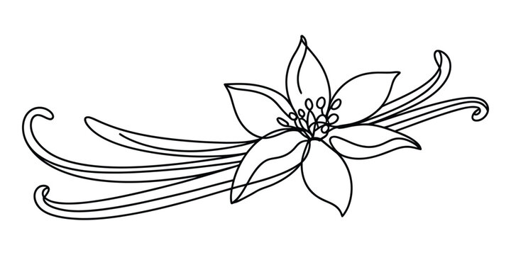 Vanilla flower and bean pod line art drawing