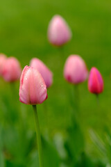 Obraz premium Pink tulips with water droplets stand tall in a garden, surrounded by lush green foliage, creating a vibrant and fresh floral display