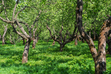 Fototapeta premium Green apple orchard features rows of trees with fresh leaves and grass, illuminated by bright sunlight in a rural spring landscape