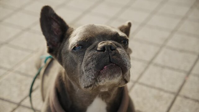 Close up portrait of a French Bulldog looking attentively upward in warm natural sunlight