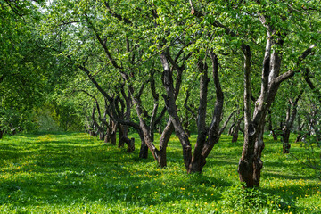 Obraz premium Lush green apple orchard features rows of trees with thick trunks and vibrant grass under bright sunlight in a rural landscape