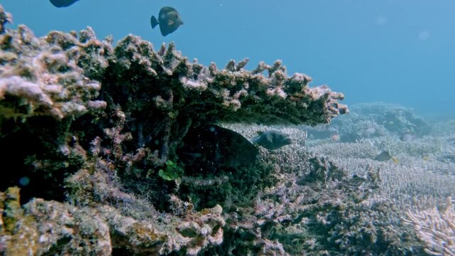 Freediving pov dolly forward towards a coral ledge to reveal a map puffer (Arothron mappa) hiding underneath, wildlife sighting in Dauin, Philippines