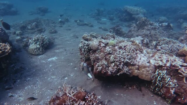 Swimming pov tracking shot following the movement of a titan triggerfish (Balistoides viridescens) navigating several coral bommies in the seafloor. Dauin, Negros Island Region, Philippines