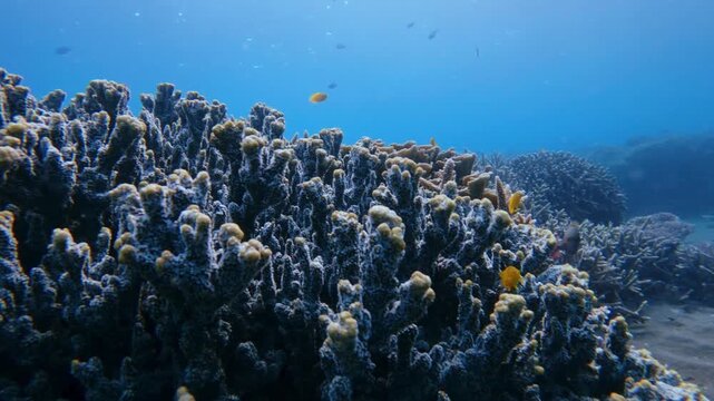 Panning right to dense porites rus inhabited by yellow lemon damsels (Pomacentrus moluccensis) in a bustling coral reef under the clear, sunlit blue sea water. Dauin, Philippines