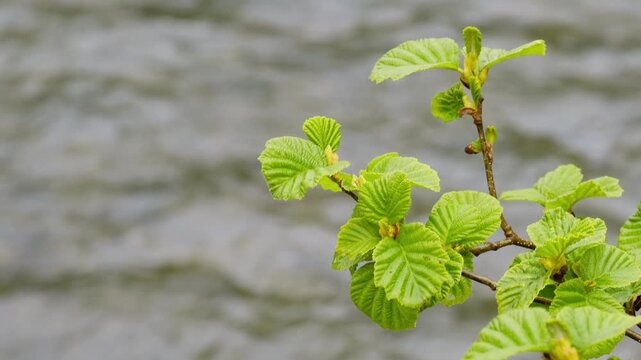 Young green alder leaves sway over the water on a spring day.