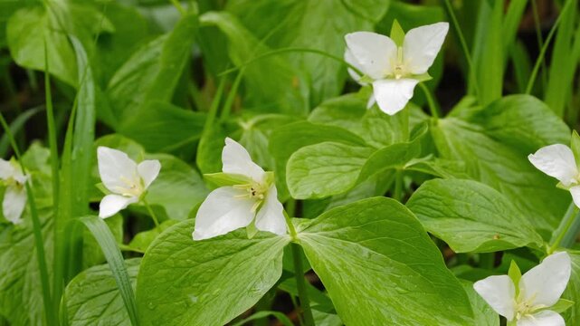 White trillium flowers after rain in the forest.