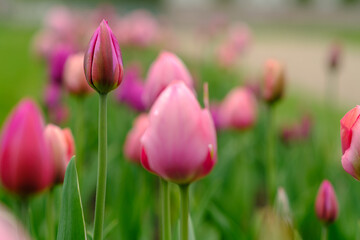 Obraz premium Pink tulips are blooming in a garden, showcasing different shades of pink flowers surrounded by lush green foliage in an outdoor environment