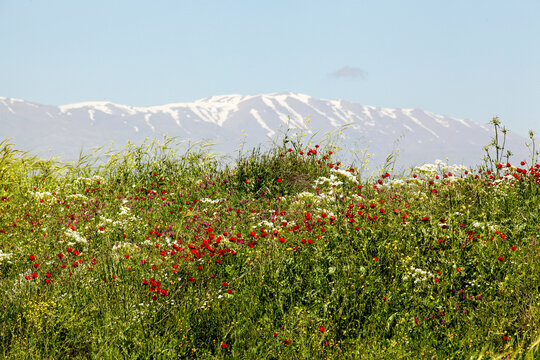 blooming Wildflowers