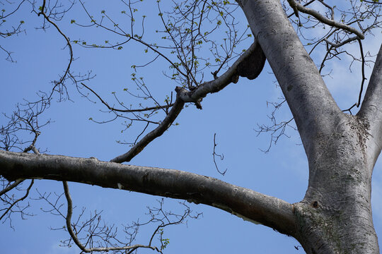 Native topical trees growing in tropical climate helping with soil erosion do to deforestation in third world countries