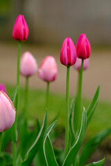 Fototapeta premium Pink tulips with green leaves grow in a garden, highlighting vibrant blooms in a natural outdoor setting during the spring season