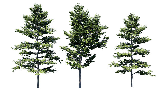 green tree isolated on white