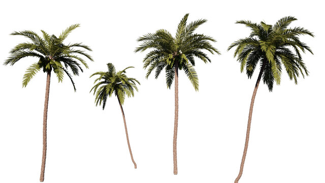 coconut  tree isolated on white