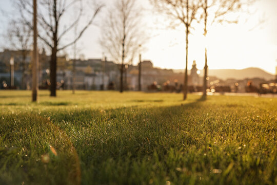 Sunlit green grass in urban park at golden hour with softly blurred city background