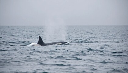 Fototapeta premium Killer whale spouting water while swimming in the ocean.
