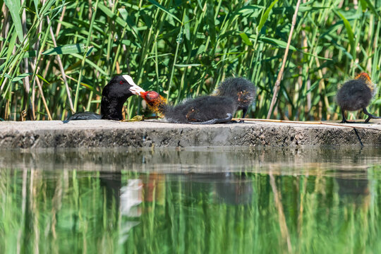 Eurasian Coot - scene where a mother feeds a baby. eurasian coot on the lake