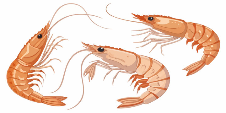 Set of fresh raw shrimp illustrated in a realistic artistic style with sea life crustacean shellfish nutrition wildlife illustration painting realistic collection ingredient culinary