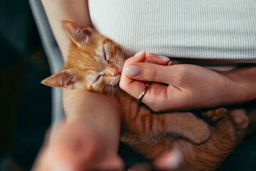 A person holds a sleeping orange kitten in their arms, creating a cozy atmosphere. The kitten appears content as the person gently pets it, showcasing a bond between them © Sergio