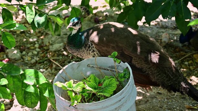 female peacock in a natural environment