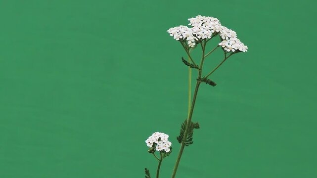 White yarrow flowers blooming close up on green background.