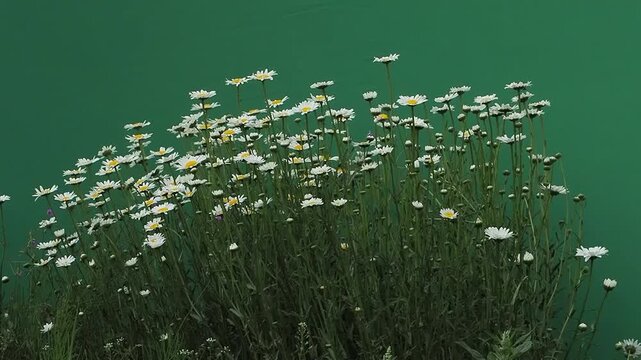 White daisy flowers swaying against green chroma key background. slow motion