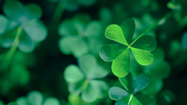 Shamrock clover leaf representing luck and Irish tradition in natural green environment. Symbol widely associated with St Patrick's Day celebration and Irish culture with soft nature background and co