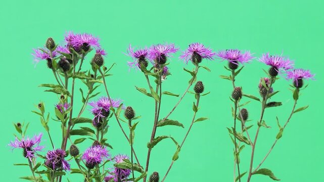 Centaurea phrygia flowers swaying against green chroma key background.