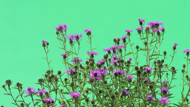 Centaurea phrygia flowers swaying against green chroma key background.