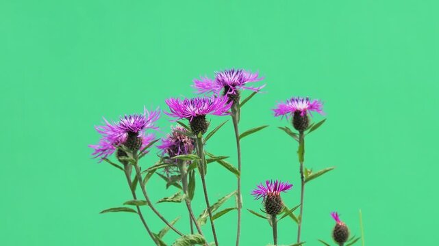 Centaurea phrygia flowers swaying against green chroma key background.