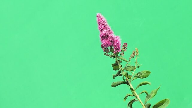 Pink spiraea flower branch swaying on green chroma key background.