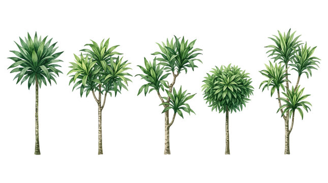 Collection of five diverse tropical ornamental trees with lush foliage and varied heights and shapes
