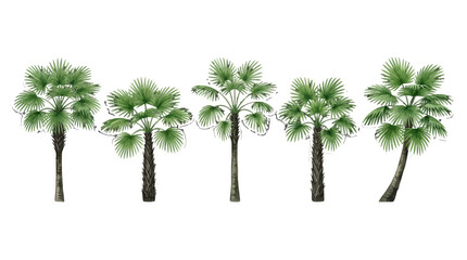 Fototapeta premium Collection of five palm trees with lush green fan-shaped leaves arranged in a line showcasing different trunk textures and