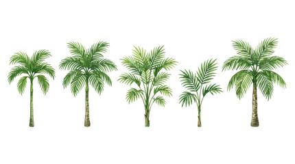 Fototapeta premium Collection of five lush green palm trees with varying leaf structures and heights illustrating tropical vegetation set against a